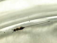 Sycoscapter gajimaru