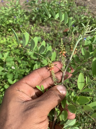 Indigofera suffruticosa iNat (2)