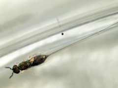 Sycoscapter gajimaru