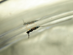 Sycoscapter gajimaru