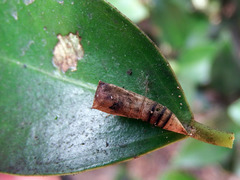 Discoglypha hampsoni