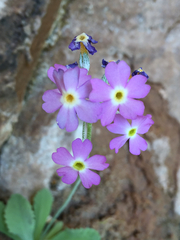 Primula specuicola