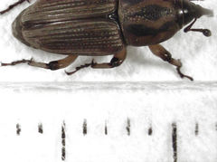 Sphenophorus brunnipennis