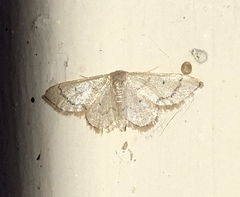Idaea productata