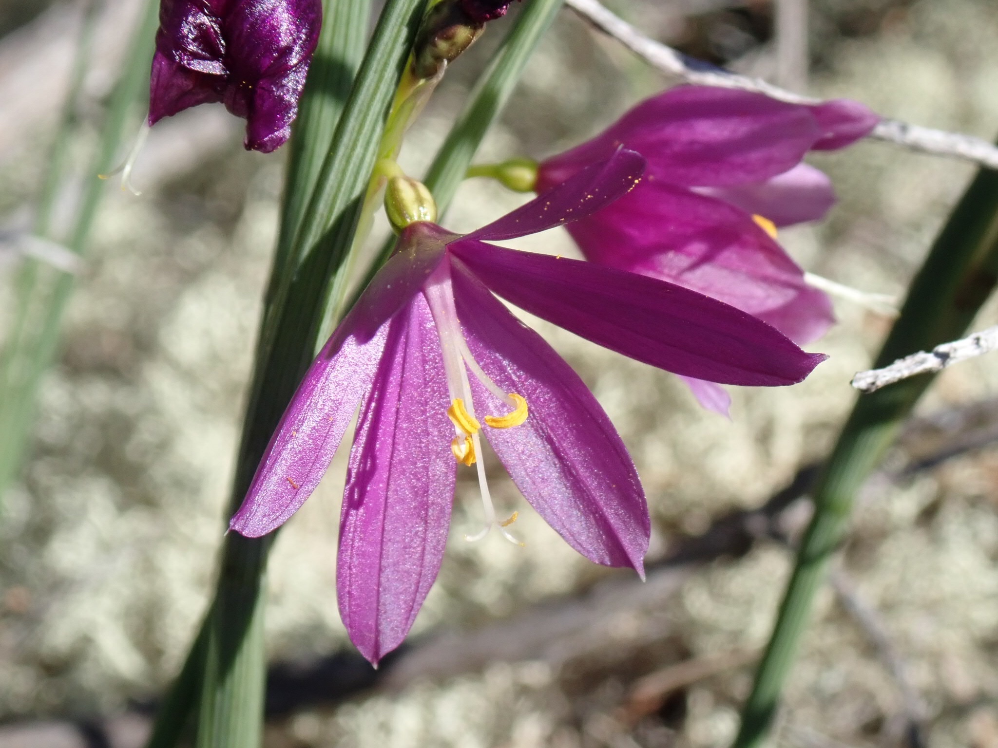 Douglas' Grasswidow, Grass Widow, Satin-flower: Olsynium douglasii