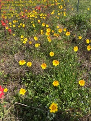 Coreopsis nuecensis