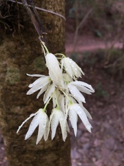 Dendrobium longicornu
