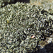 Rock-loving Cladonia - Photo (c) Rob Curtis, some rights reserved (CC BY-NC-SA), uploaded by Rob Curtis