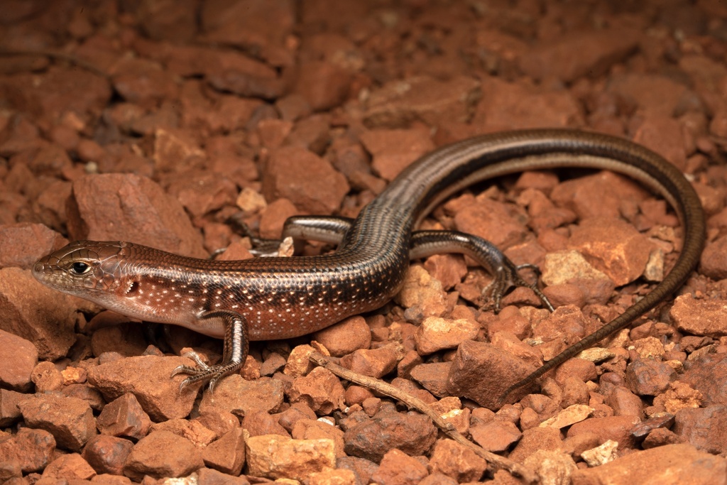 Rusty-Shouldered Ctenotus