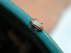 Disonycha bicarinata