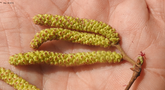Corylus heterophylla