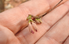 Lonicera praeflorens