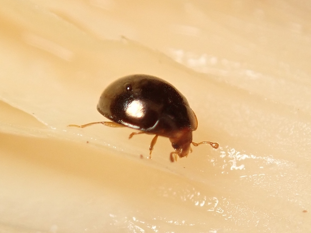 Aphanocephalinae
