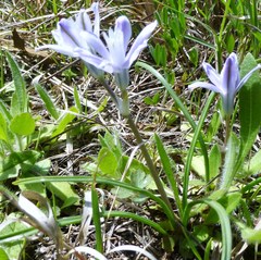Androstephium coeruleum