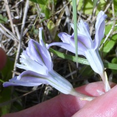 Androstephium coeruleum