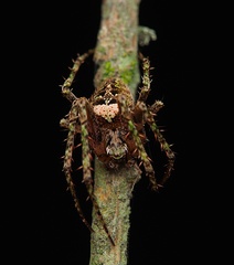 Cryptaranea atrihastula