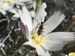 Eupompha elegans