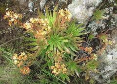 Dudleya virens