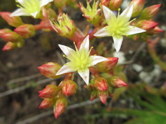 Dudleya virens