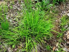 Carex augustinowiczii