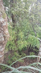 Sophora fulvida