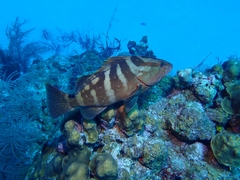 Epinephelus striatus