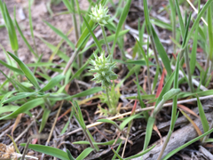 Ceratocephala testiculata