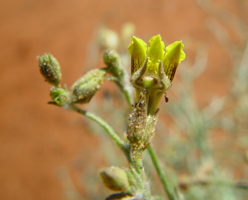 Goodenia armitiana from Eighty Mile Beach WA 6725, Australia on July 3 ...