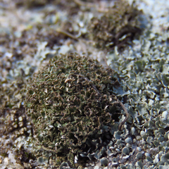 Cladonia strepsilis