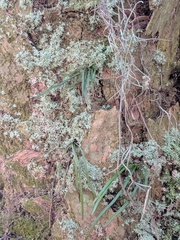 Vittaria lineata image