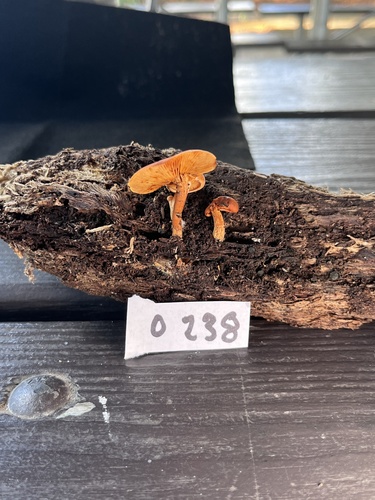 Gymnopilus subdryophilus (Photo 2 of 2)