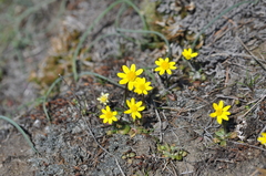 Crocidium multicaule