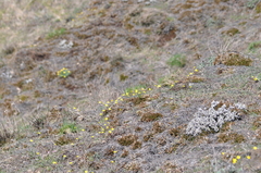 Crocidium multicaule