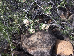 Ceanothus perplexans