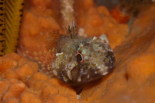 Kaapse drievinslijmvis (Cremnochorites capensis) — Tripterygiidae — 3