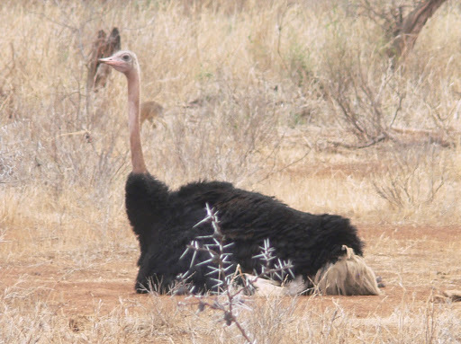 Common Ostrich (Struthio camelus)