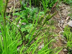 Carex augustinowiczii