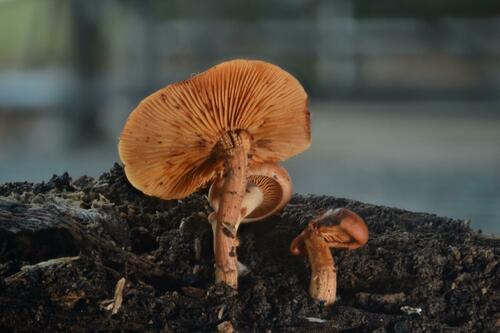 Gymnopilus subdryophilus