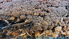Dacrymyces enatus