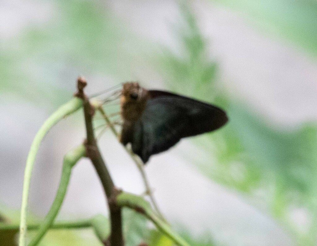 Hasora thridas (Hasora thridas)