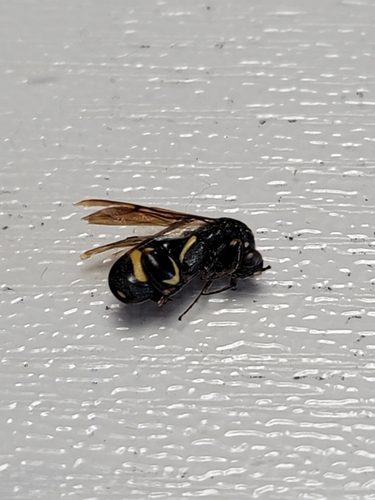 Leucospis japonica