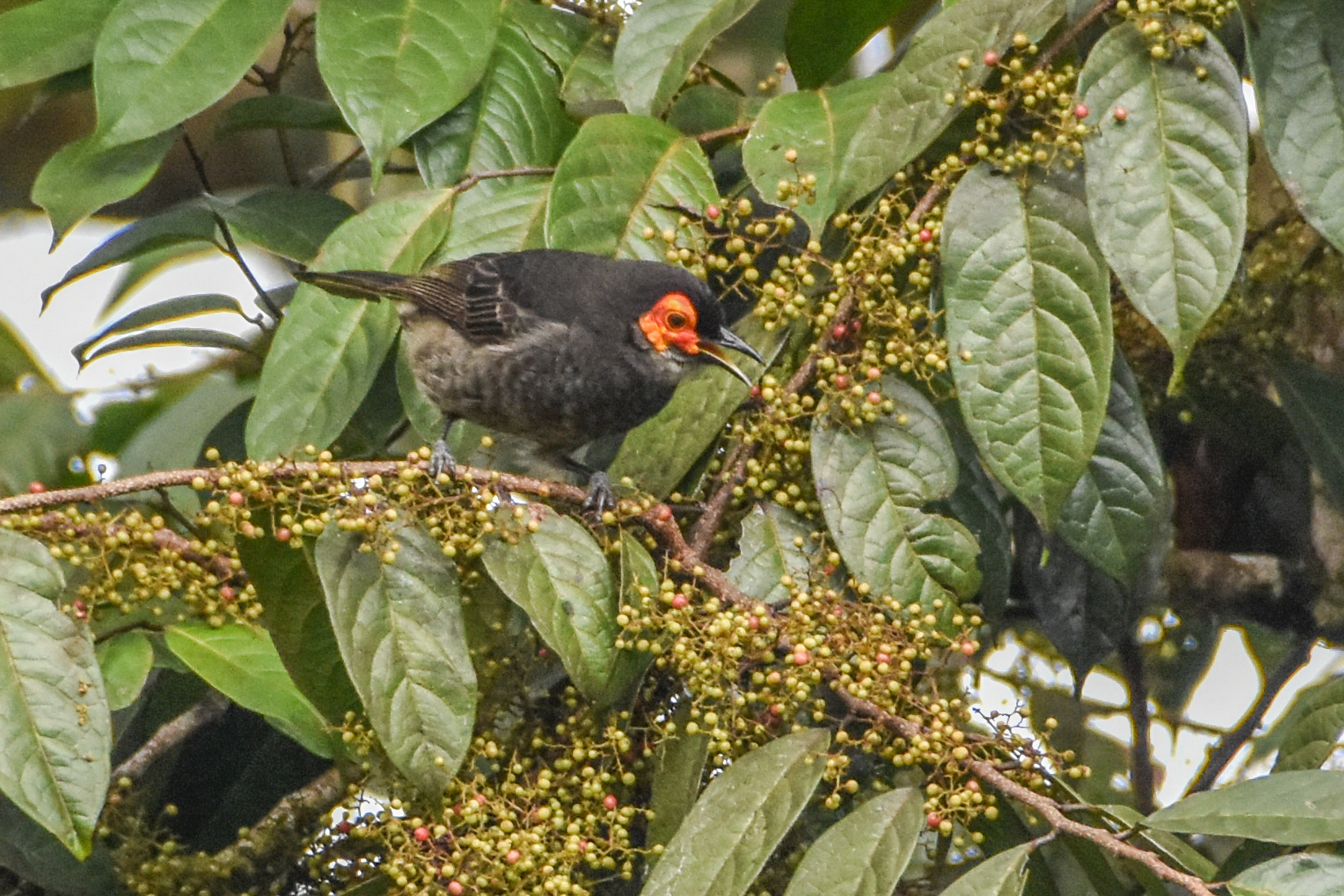Common Smoky Honeyeater (Melipotes fumigatus), photo 10