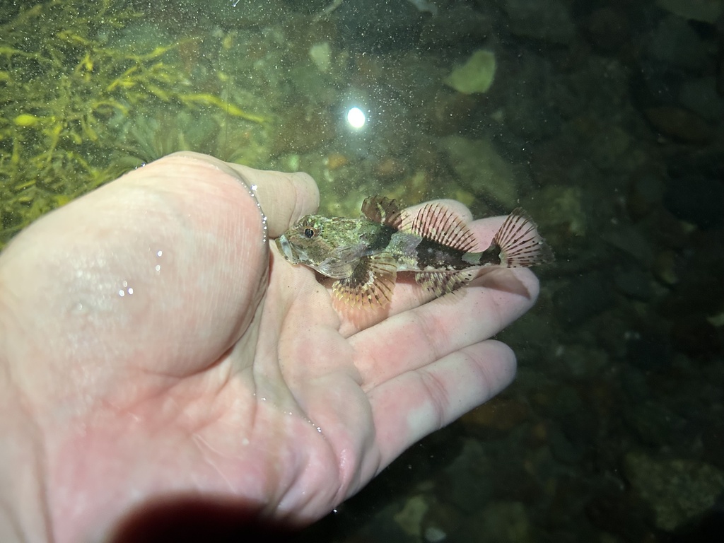 Botskop (Myoxocephalus scorpius) — Cottidae