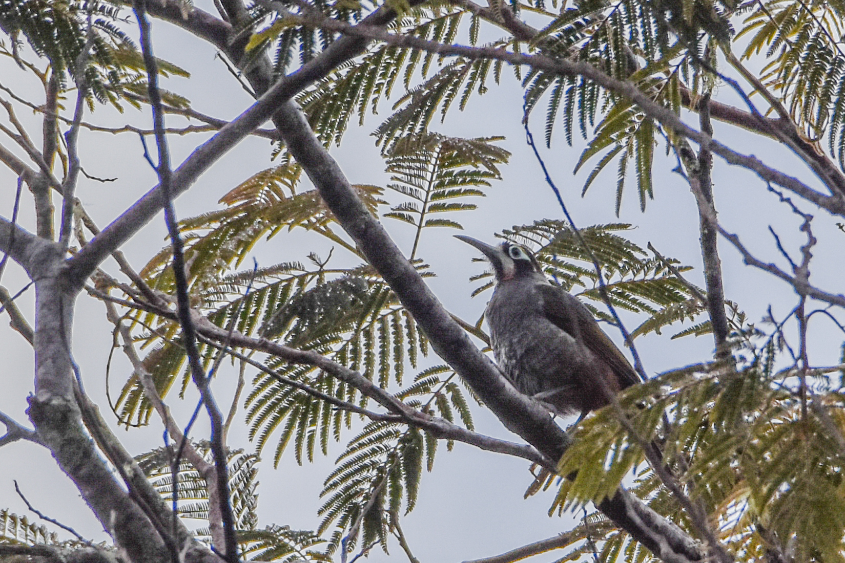 Yellow-browed Melidectes (Melidectes rufocrissalis), photo 7