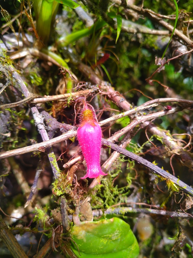 Oreanthes glandulifer