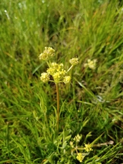 Lomatium caruifolium caruifolium