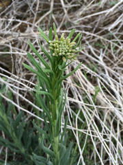 Boechera divaricarpa
