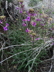 Boechera divaricarpa