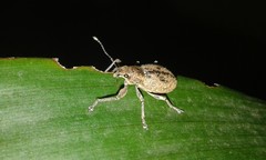 Naupactus versatilis