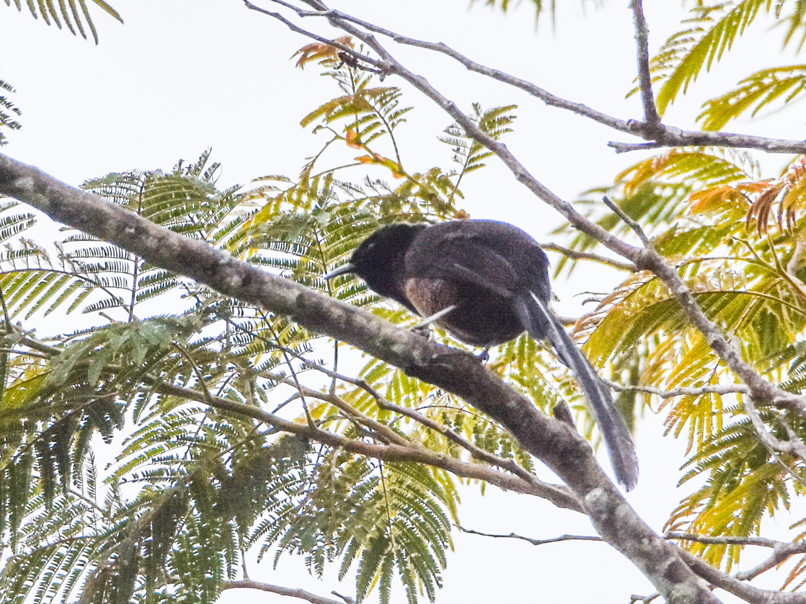 Princess Stephanie's Astrapia (Astrapia stephaniae), photo 3